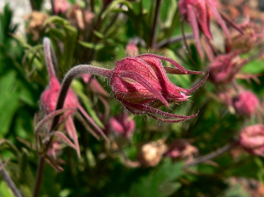 {Geum triflorum}